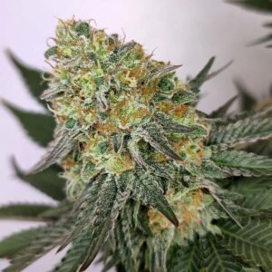 Kraken Buddhaseeds 02
