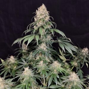 Medikit Buddha Seeds