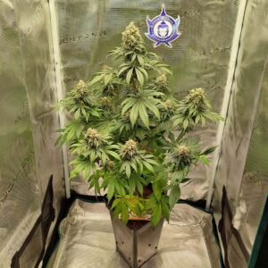 Medikit Buddhseeds 02