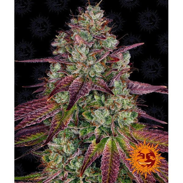 Mimosa EVO Barney's Farm