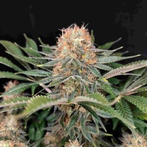 Panakeia High Terpenes Buddha Seeds