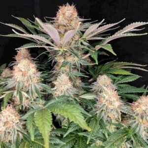 Panakeia cannabisCBG