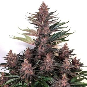 Buddha Purple Kush Buddha Seeds