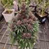 Purple Buddhaseeds 03