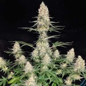 Quasar Buddha Seeds