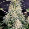 Quasar Buddhaseeds 03
