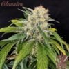 Skunk Buddha Seeds 03
