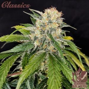 Skunk Buddha Seeds 03