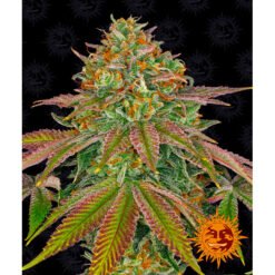 Wedding Cake Barney's Farm