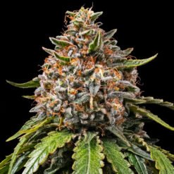 White Widow XXL Barney's Farm