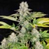 White Widow Buddhaseeds cannabisindica