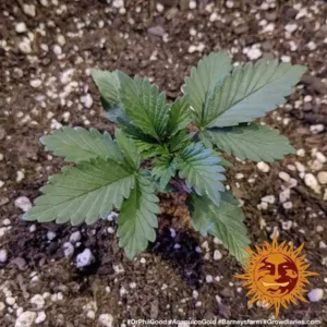 acapulco gold barneys farm 2