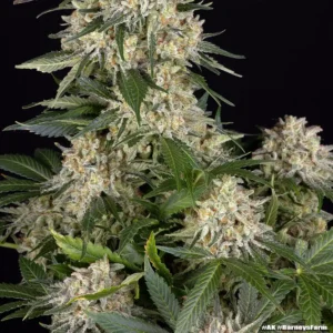ak barneys farm 2