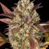 Amnesia Haze Auto Barney's Farm