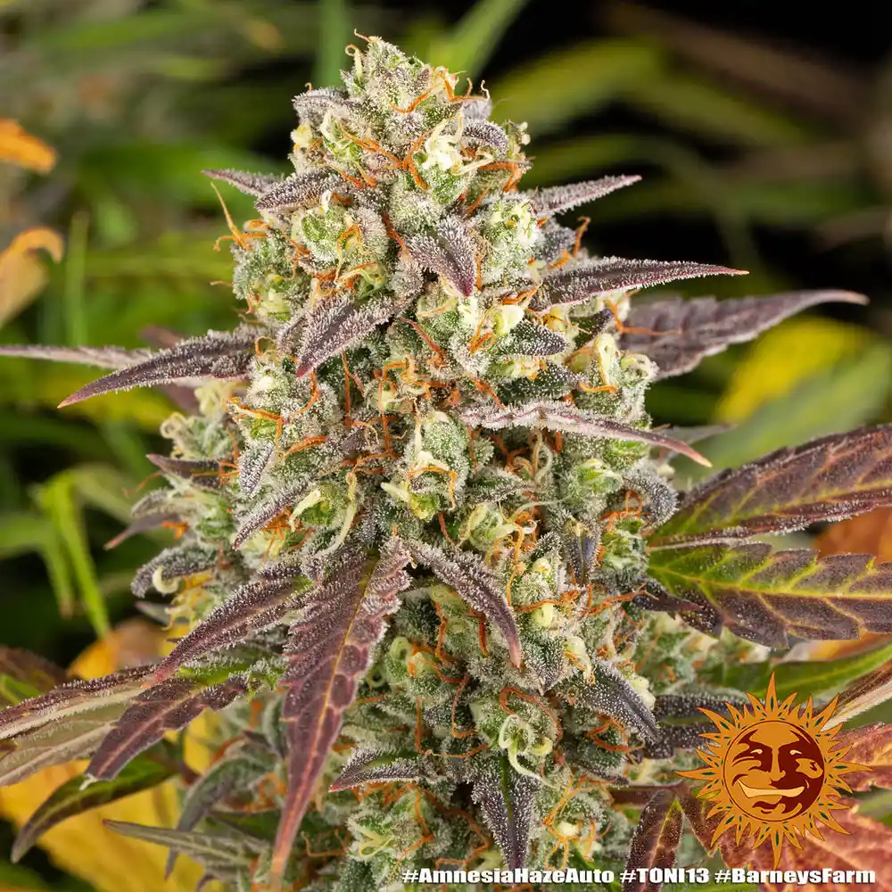 Amnesia Haze Auto Barney's Farm - Imagen 2