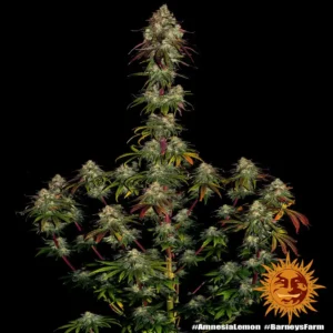 amnesia lemon barneys farm 2
