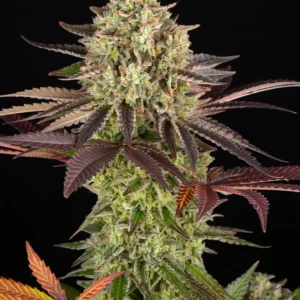 Apple Fritter Barney's Farm