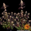 ayahuasca purple barneys farm 2