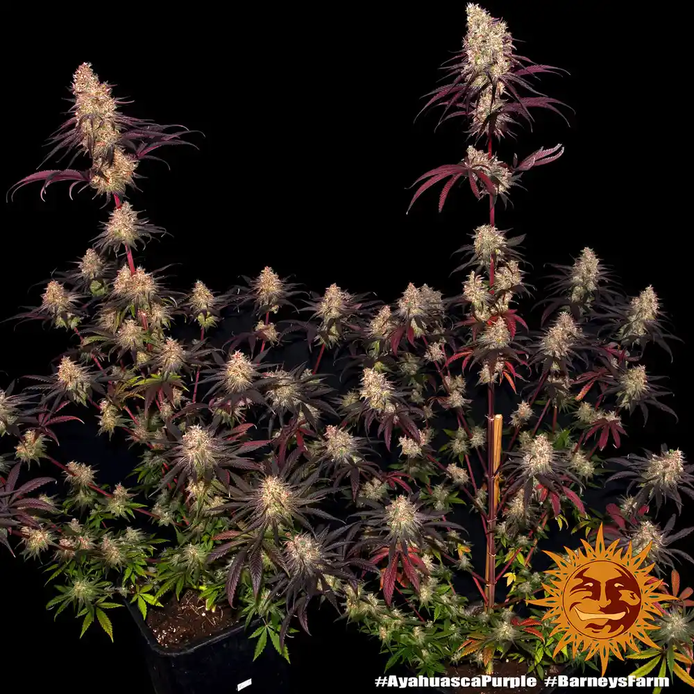 Ayahuasca Purple Barney's Farm - Imagen 2