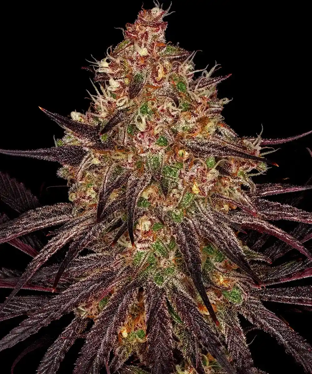 Ayahuasca Purple Barney's Farm