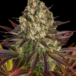 Biscotti Barney's Farm