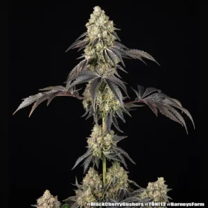 black cherry gushers barneys farm x backpack boyz barneys farm 2