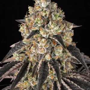 Black Cherry Gushers Barney's Farm x Backpack Boyz