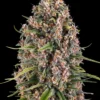 Blue Cheese Barney's Farm feminizadas