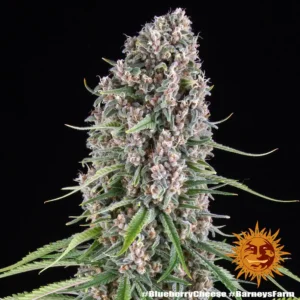 blue cheese barneys farm 2