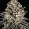 Blue Dream Barney's Farm feminizadas