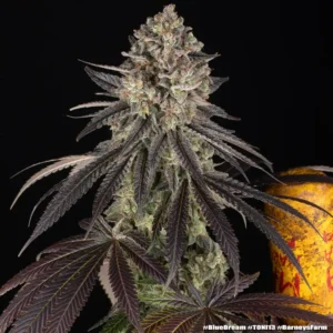 blue dream barneys farm 2