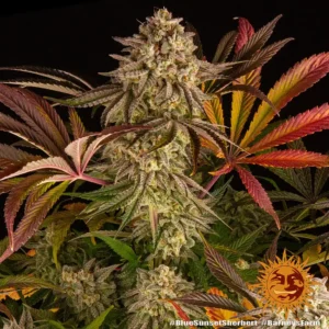 blue sunset sherbet barneys farm 2