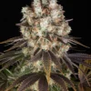 Bruce Banner Barney's Farm feminizadas