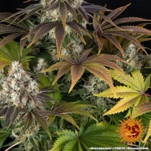 bruce banner barneys farm 2