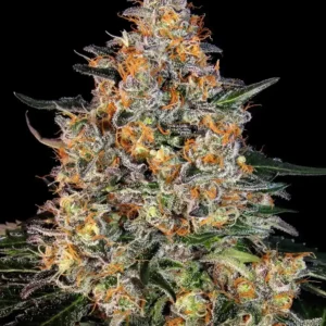 Bubba Kush Barney's Farm