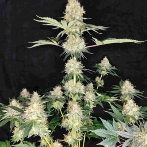 buddha diesel