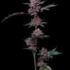 Cherry Poppers Barney’s Farm semillas feminizadas