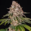 cookie casket barneys farm x doja exclusive barneys farm 2