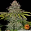 critical kush barneys farm 2
