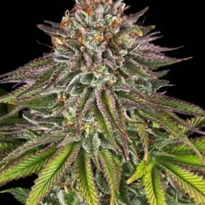 Critical Kush Barney's Farm