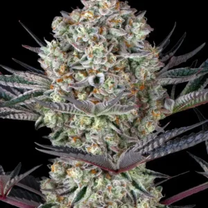 Dos Si Dos 33 Barney's Farm