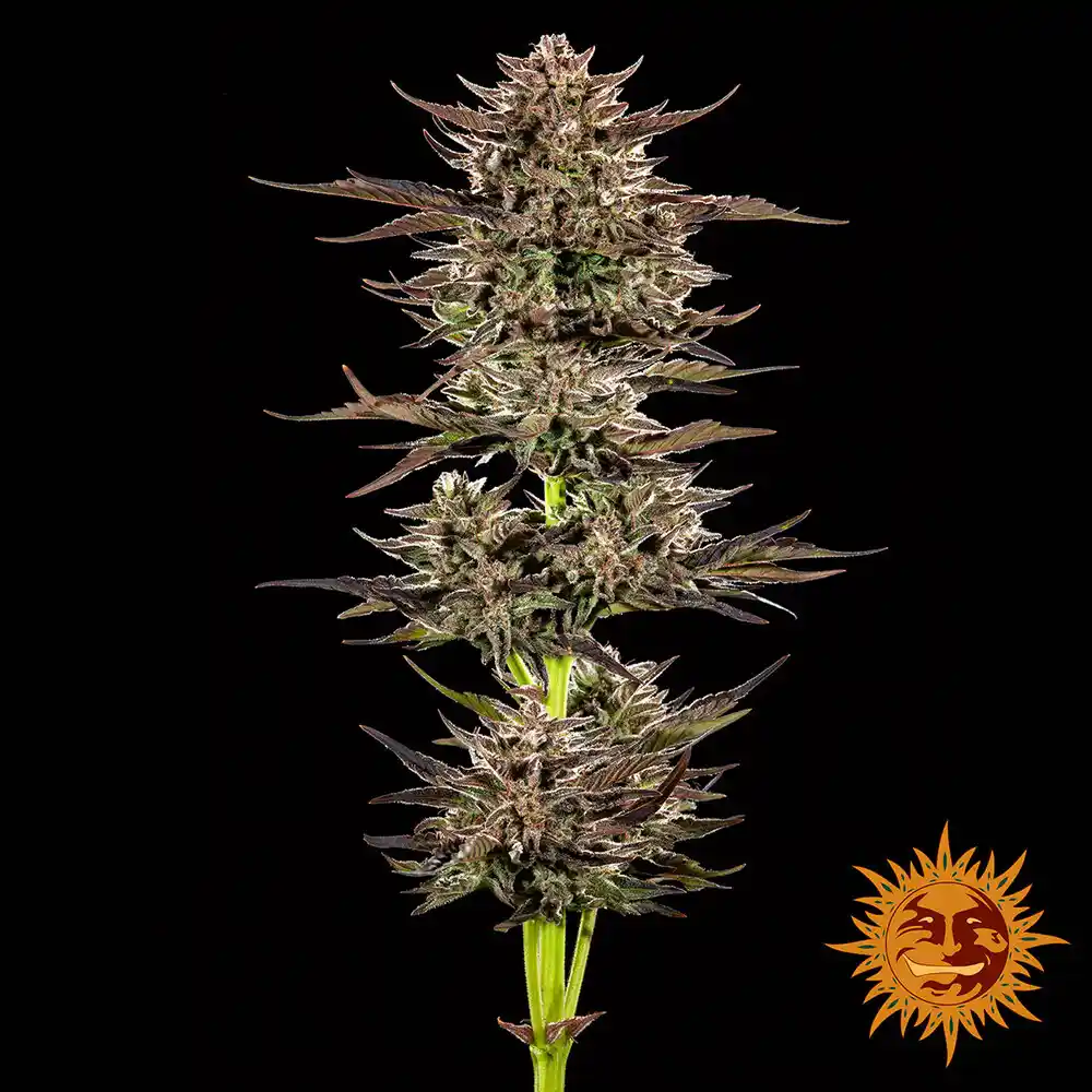 Frosted Zinn x 3 Bears OG Auto Barney's Farm - Imagen 2