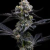Garlic Cookies Barney’s Farm feminizada