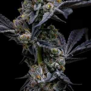 garlic cookies barneys farm 2