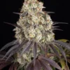 Gary Payton Barney’s Farm semilla feminizada