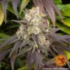 gary payton barneys farm 2