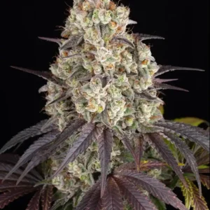 Gary Payton Barney's Farm