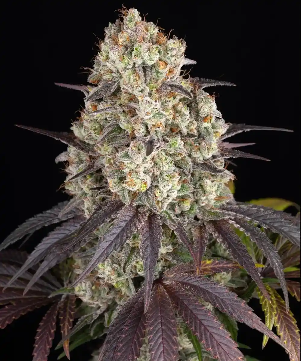 Gary Payton Barney’s Farm semilla feminizada