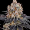 Gelato Barney’s Farm semillas feminizadas