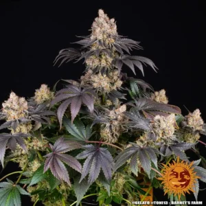 gelato barneys farm 2